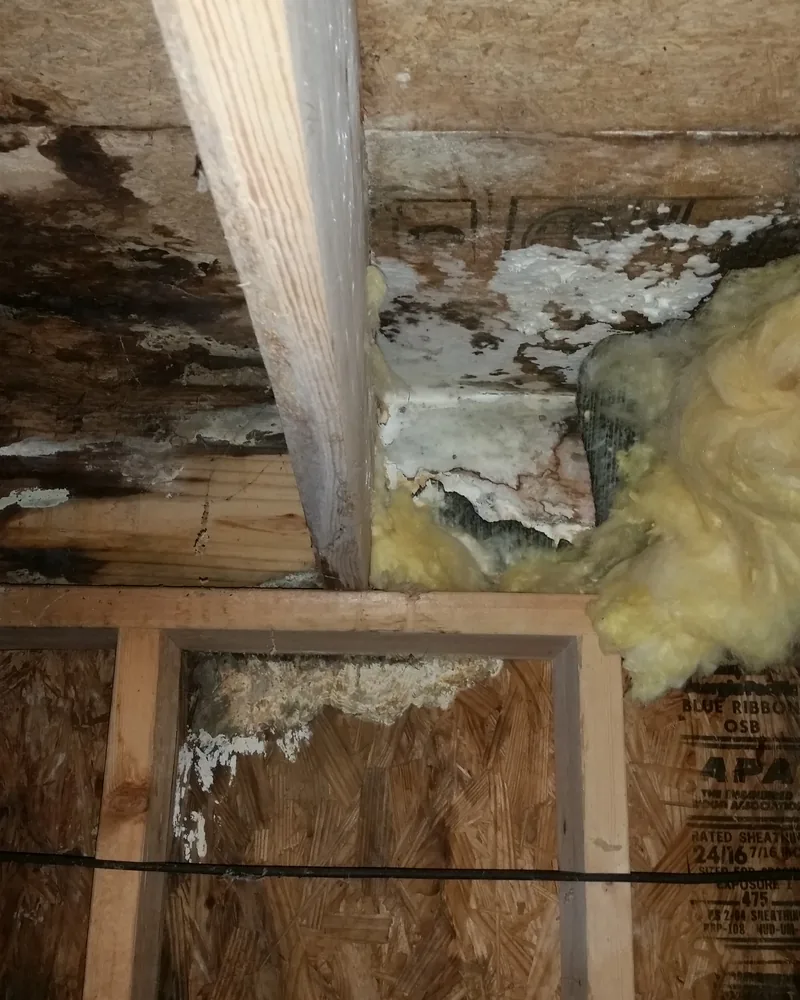 Extensive mold and water damage on subfloor sheathing before repair