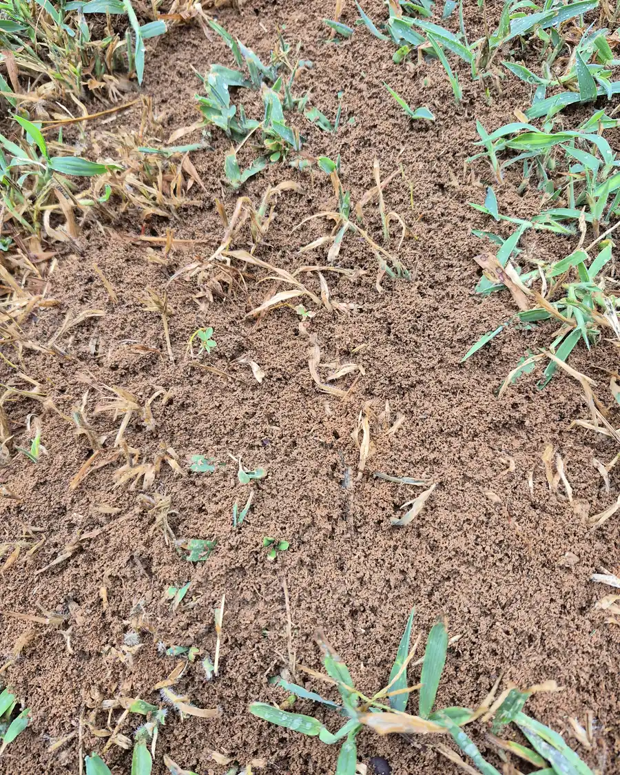 Fire ant mound left untreated in a residential lawn