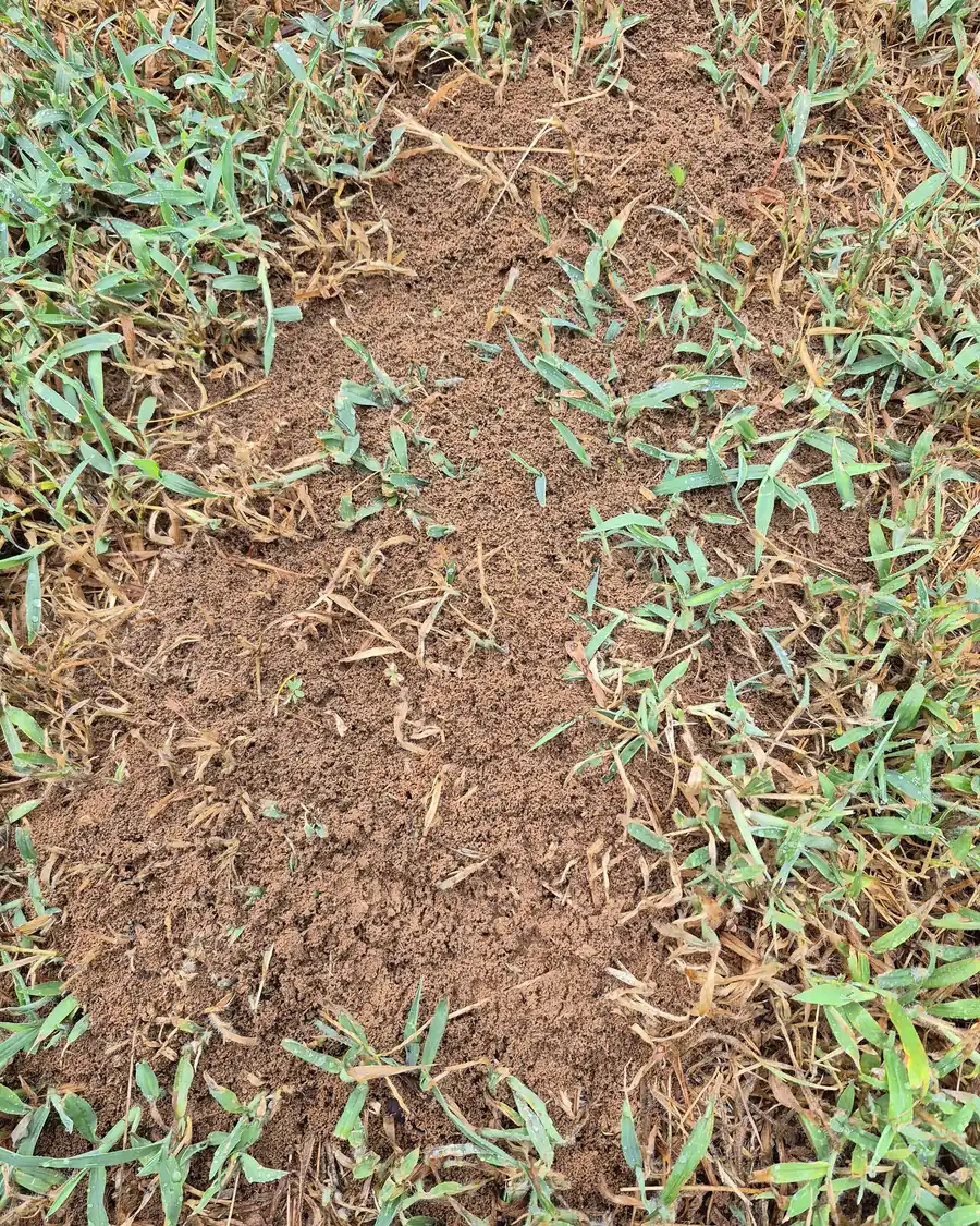 Fire ant mound documented for treatment tracking