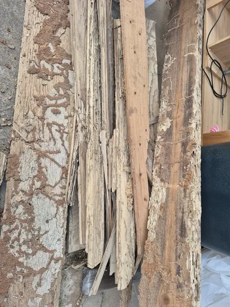 Termite-damaged floor joist with visible mud tubes